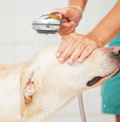 A dog gets a warm shower after the dog park