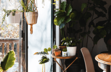 Plants can raise the humidity level in your home